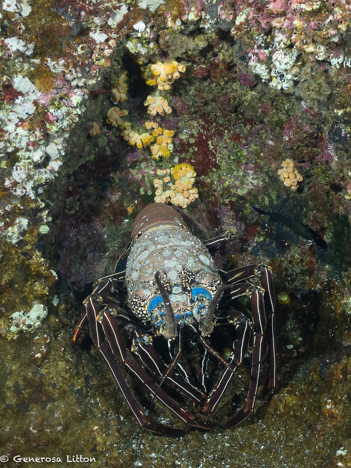 lobster