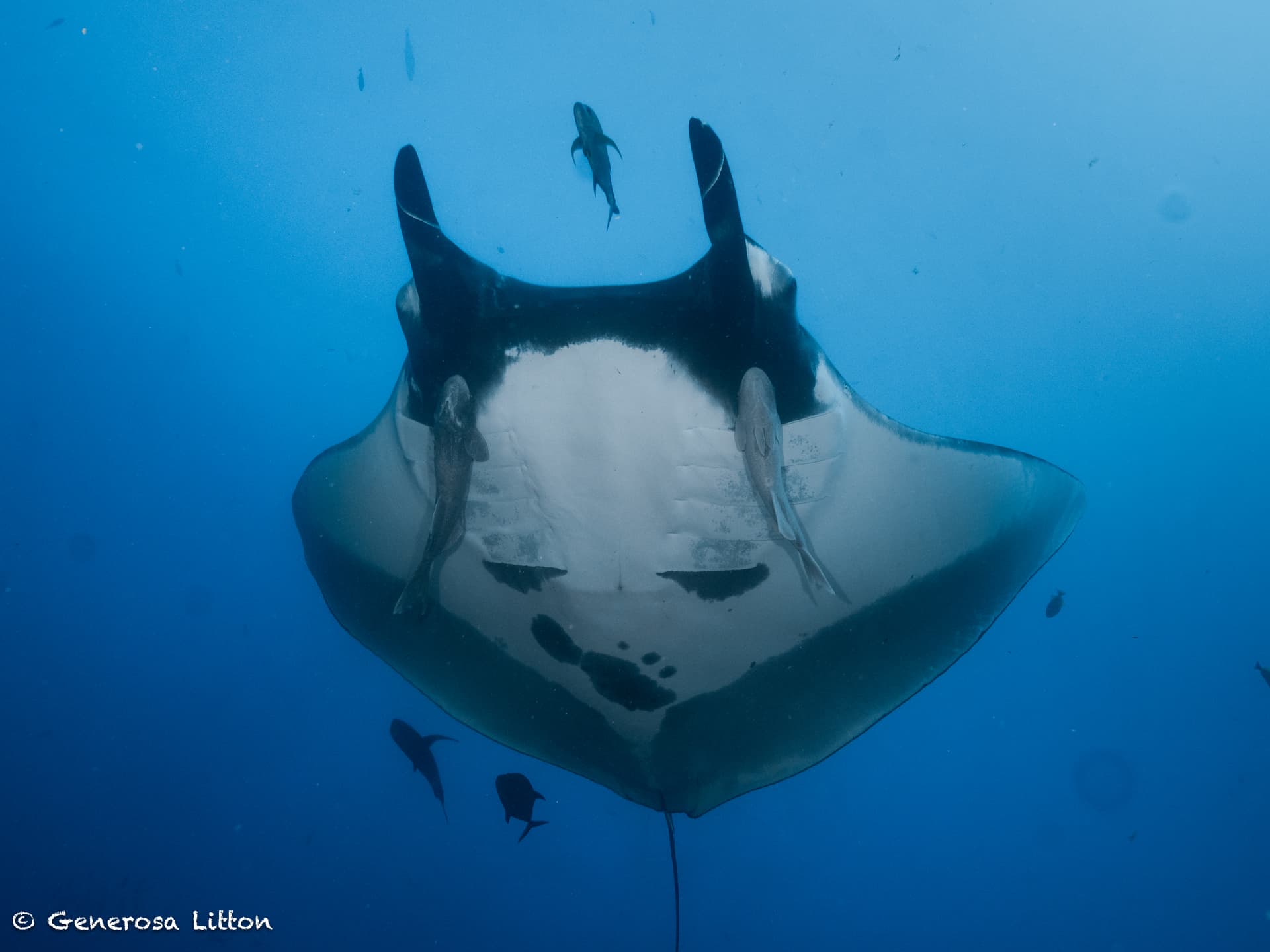 giant oceanic manta