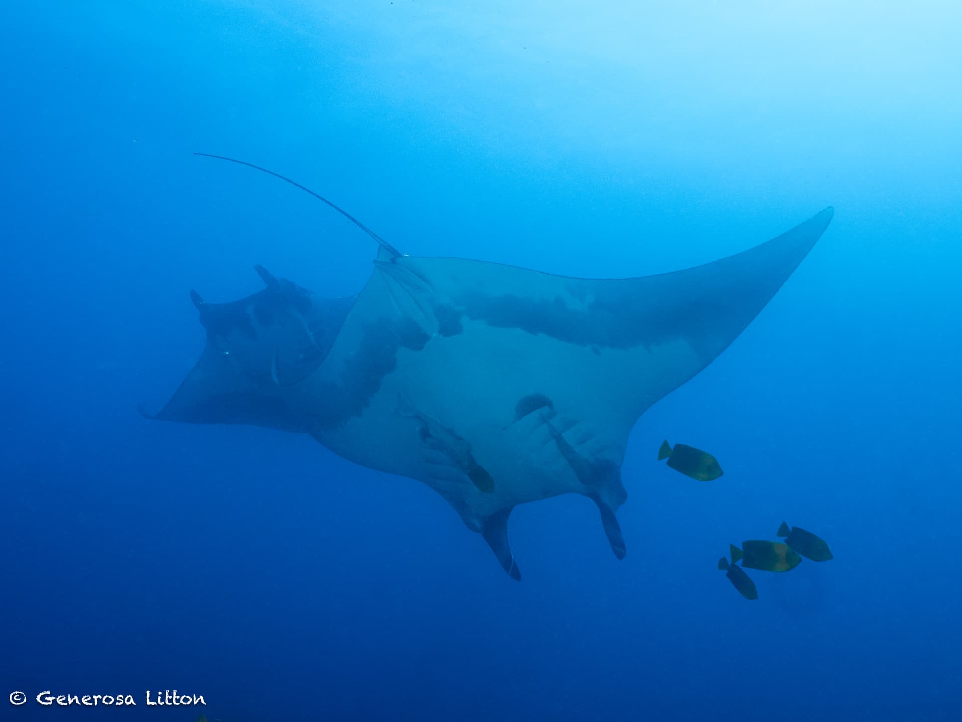 mantas and clarion angel fish