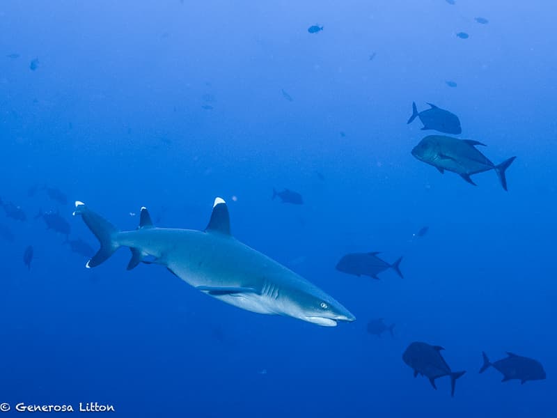 pregnant white tip reef shark