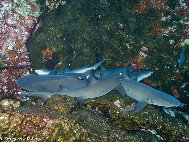 a group of white tip reef sharks