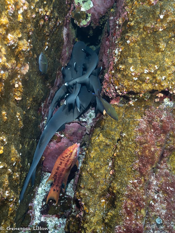 reef tip sharks huddling in a crevice