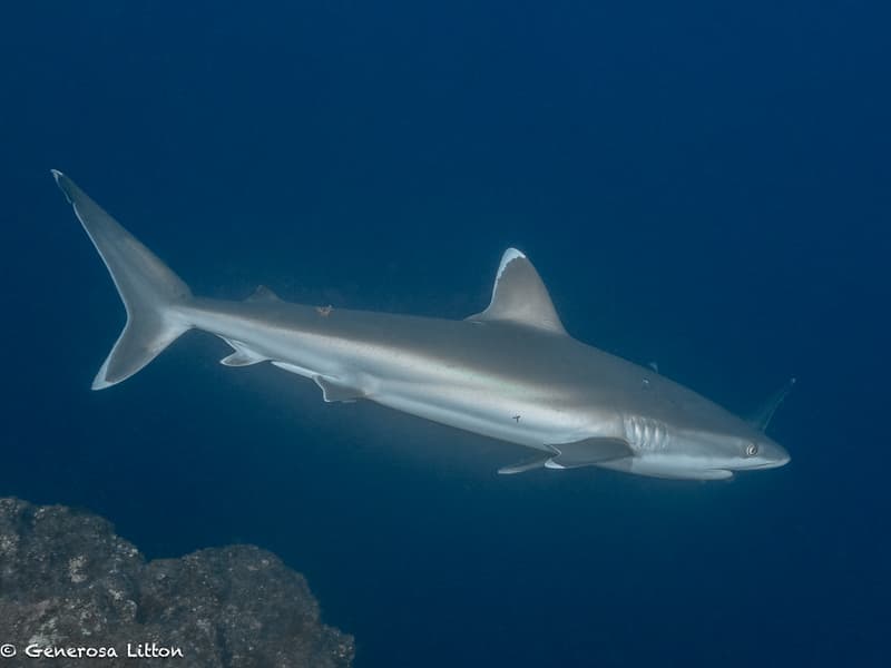 white tip reef shark
