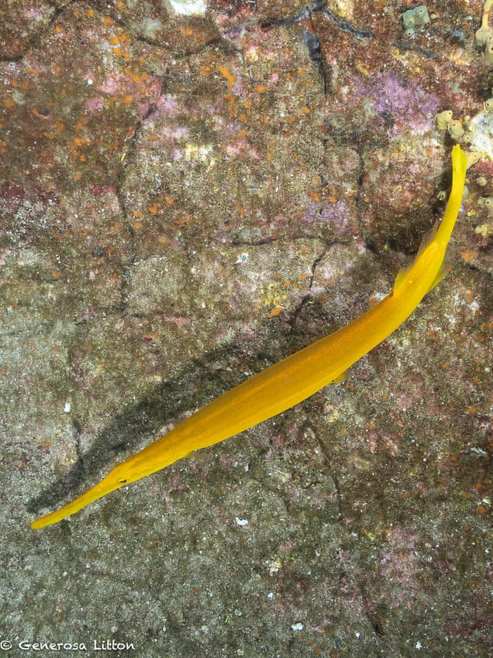 yellow trumpetfish