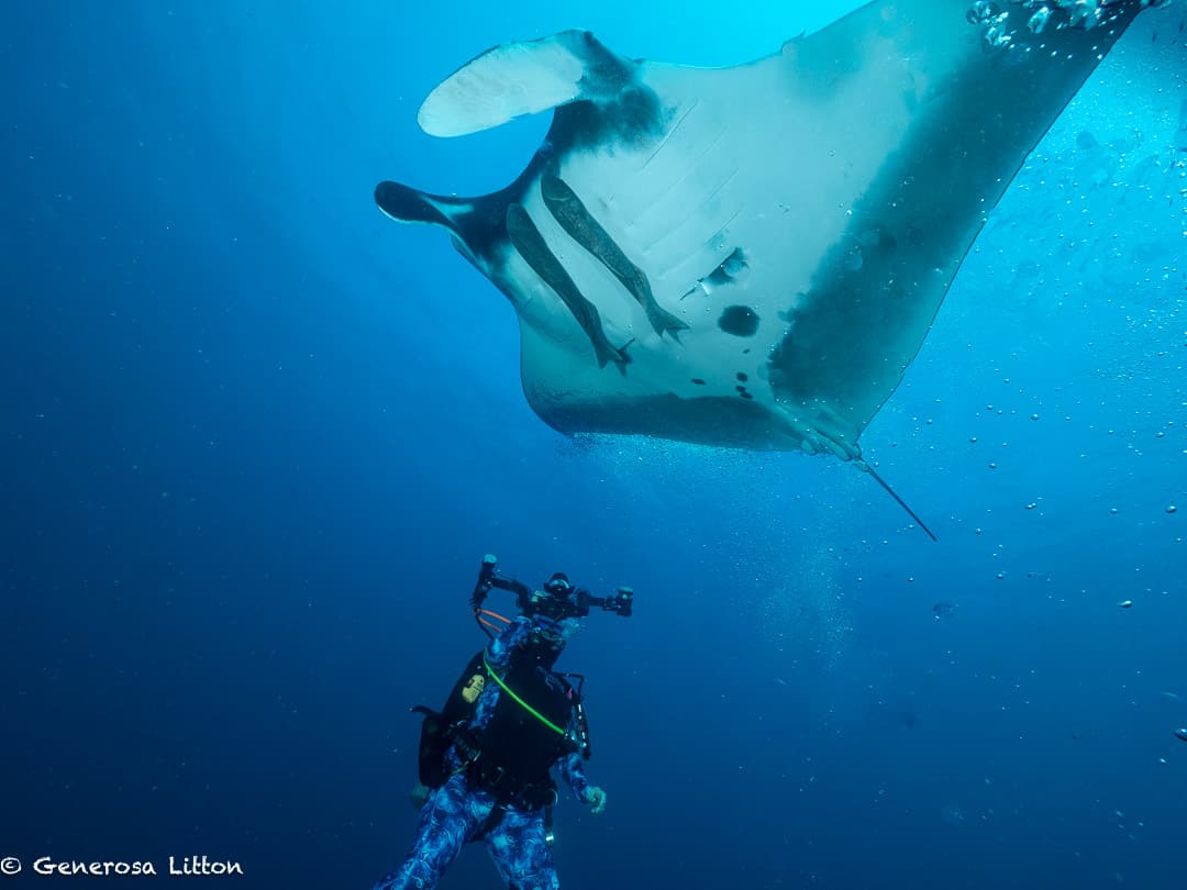 manta belly and diver