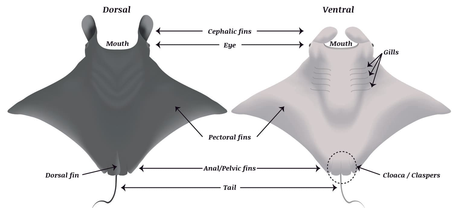 anatomy of the manta