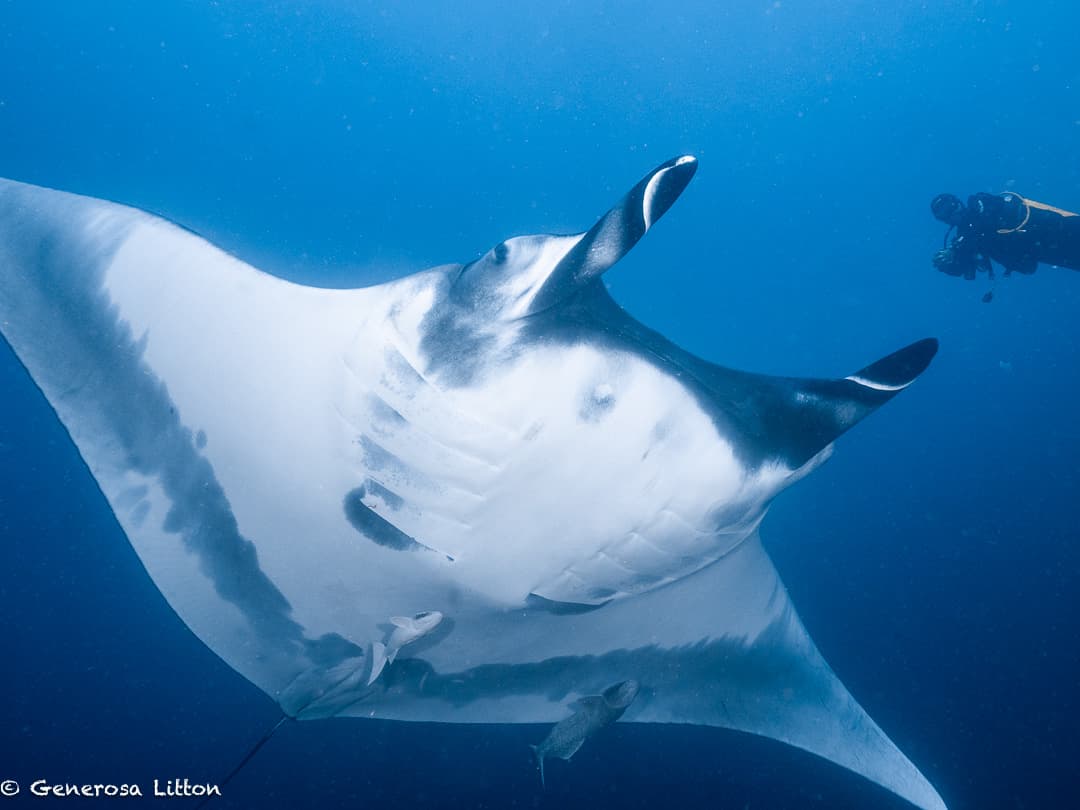 manta belly and diver