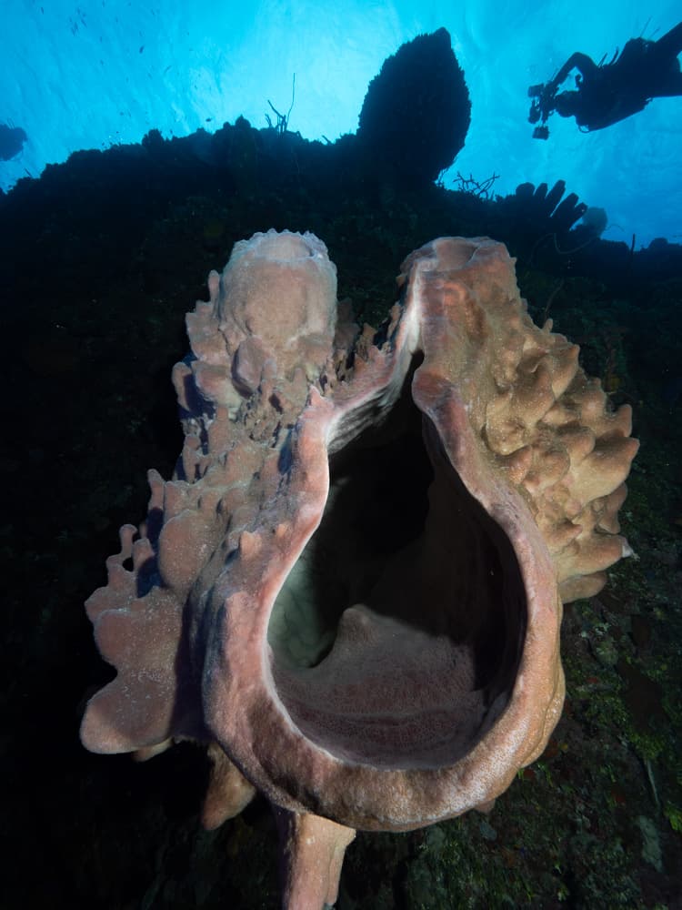 Large barrel sponge