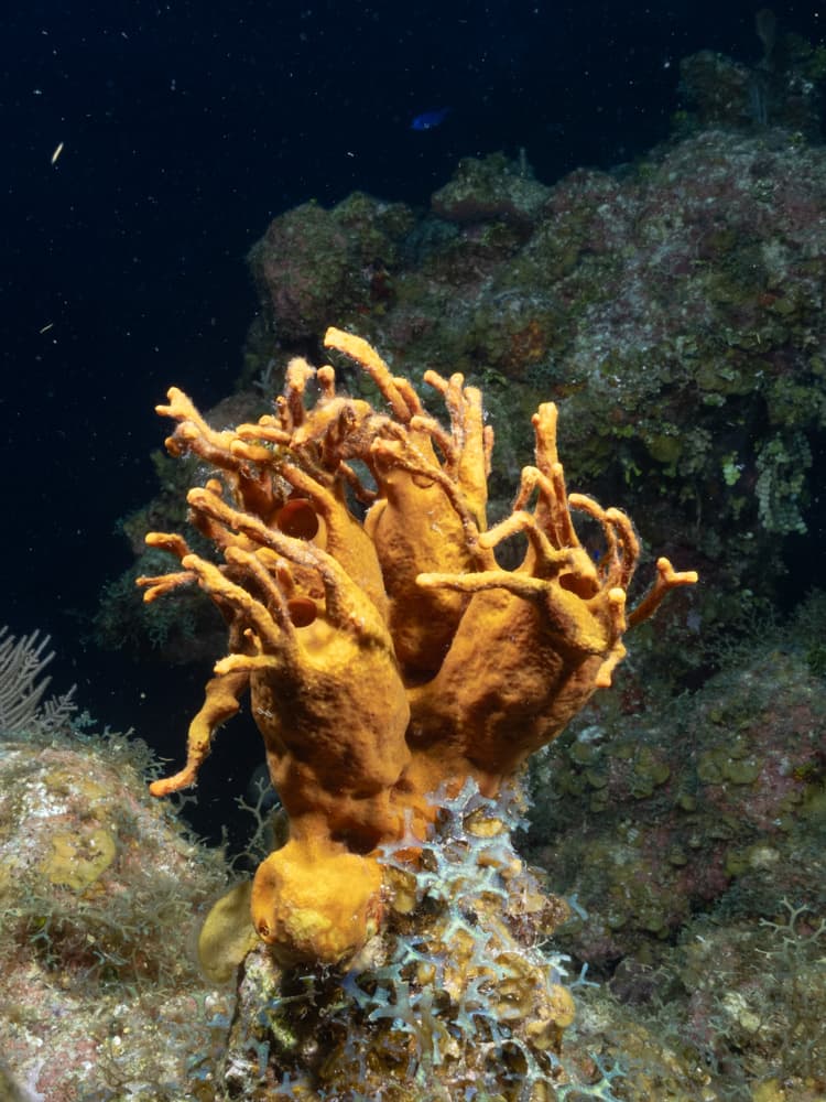 Yellow sponge with branches