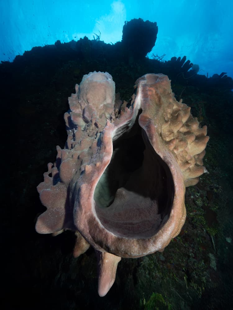 Large barrel sponge