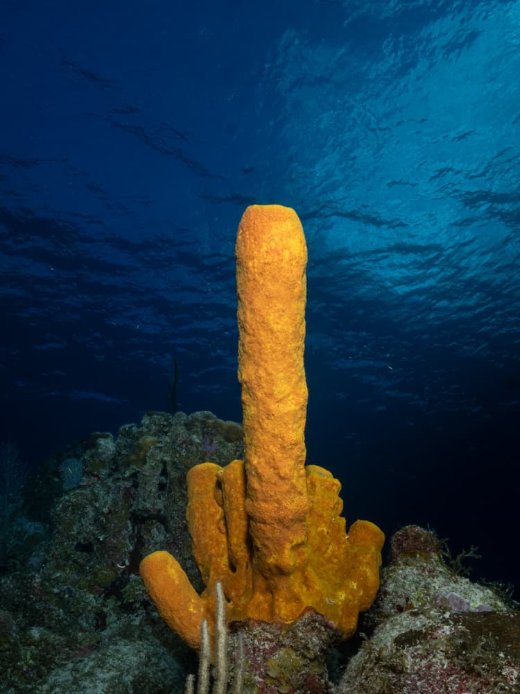 Yellow sponge that looks like the middle finger