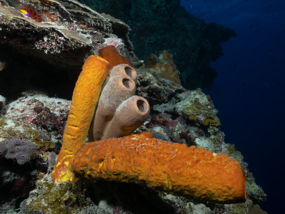 Sponge shaped like a penis