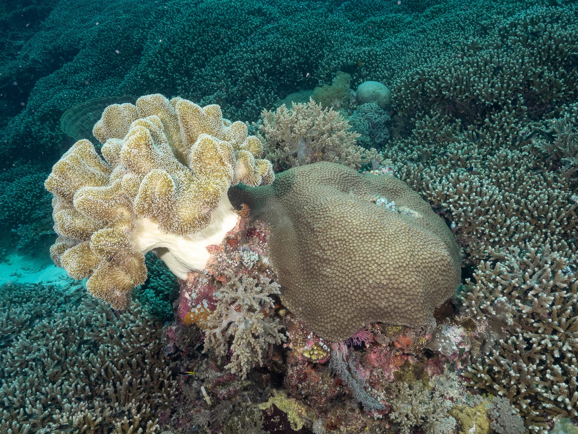 Tubbataha Coral Reef