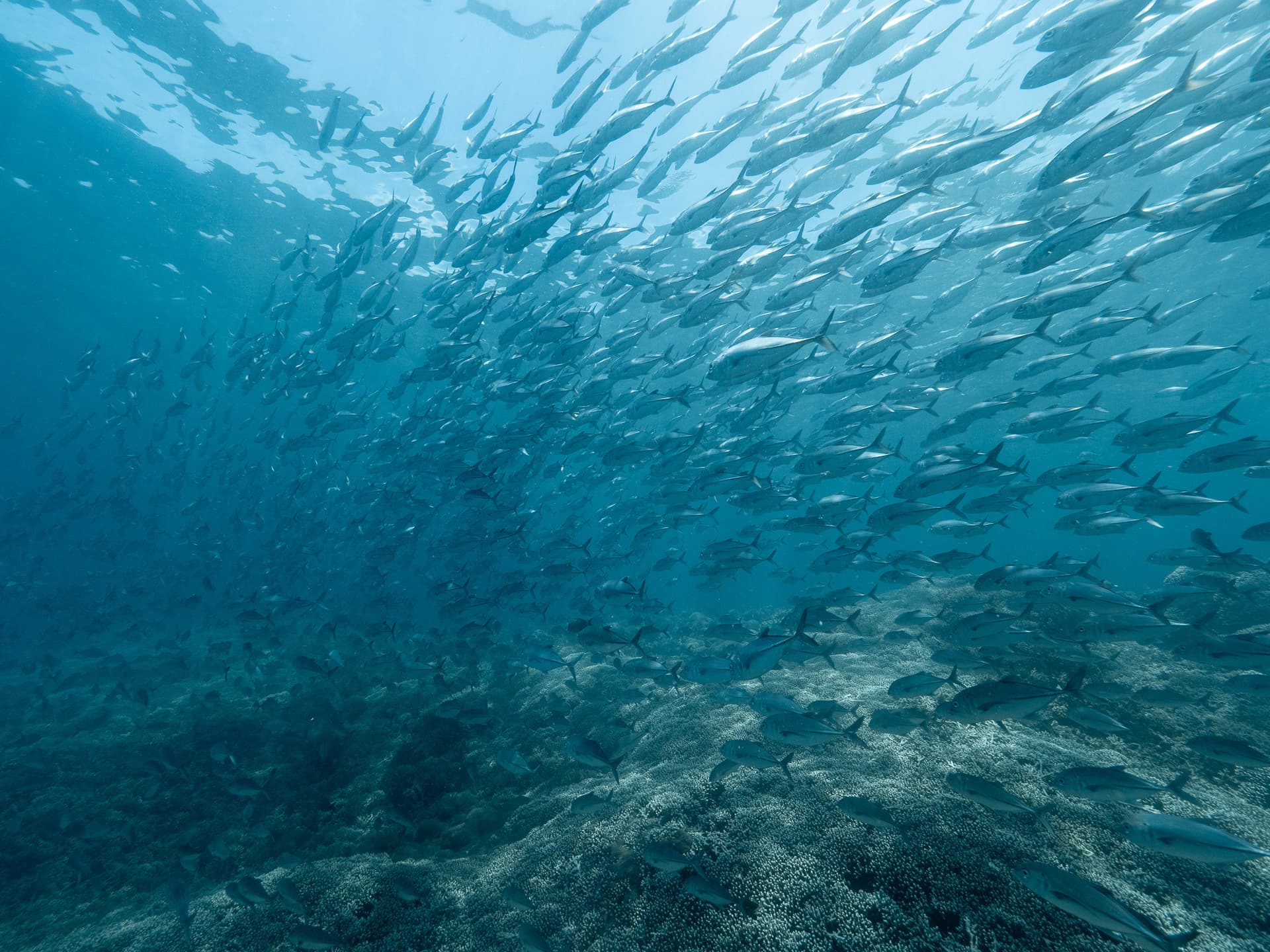 Tubbataha School of Jacks