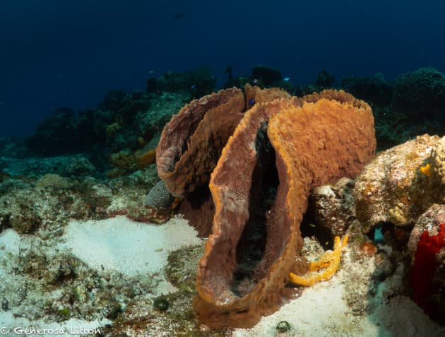 Barrel Sponges