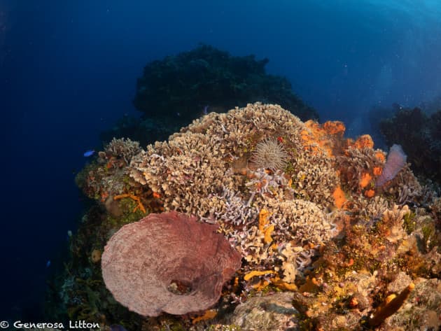 Round Barrel Sponge