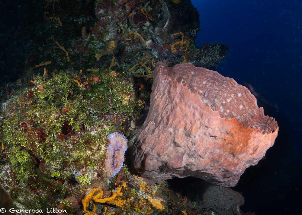 Palancar Cave Barrel Sponge