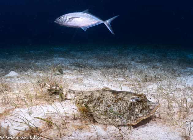 Ray with fish