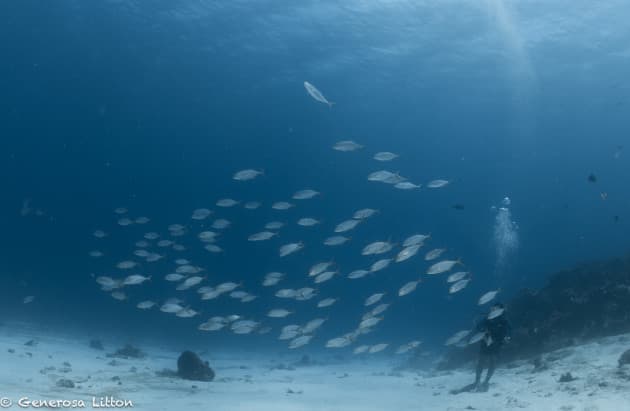 School of fish