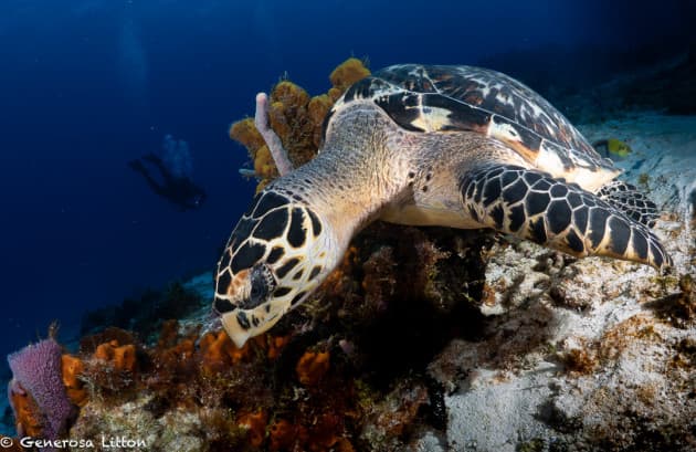 Turtle close up