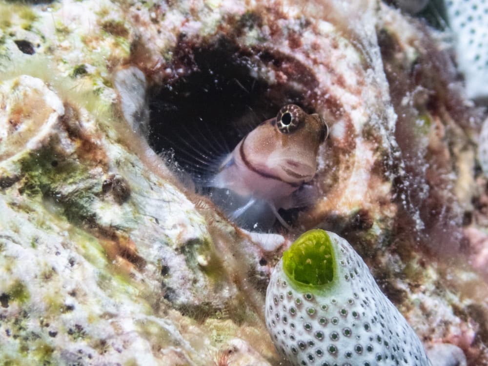 blenny in hole