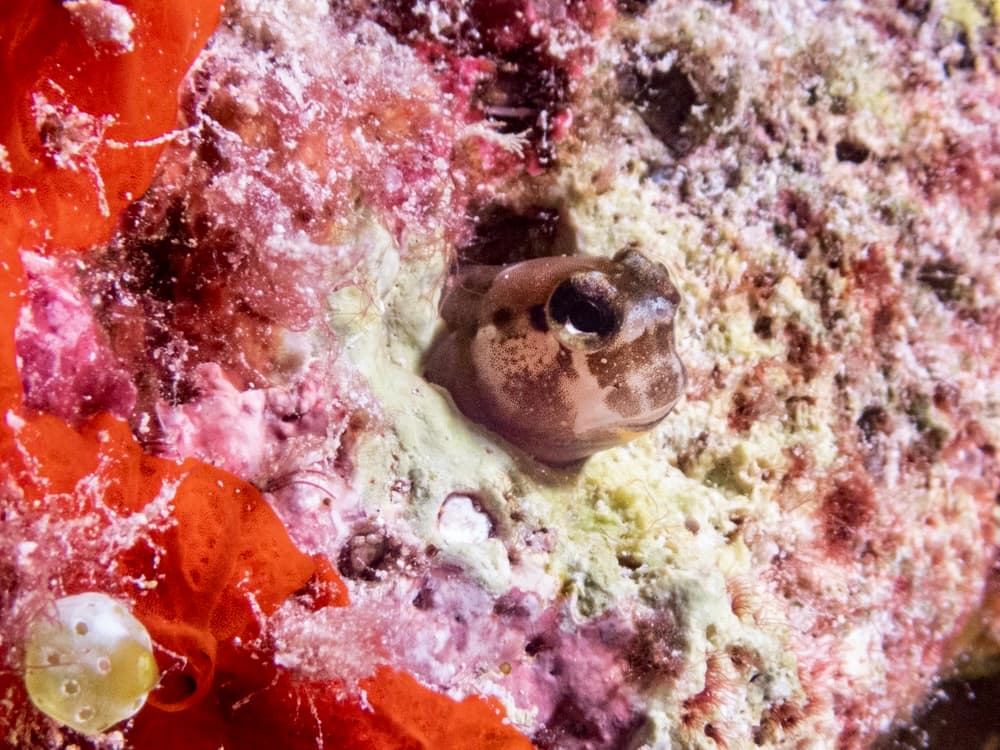 blenny in hole