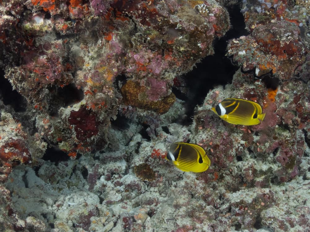 butterfly fish