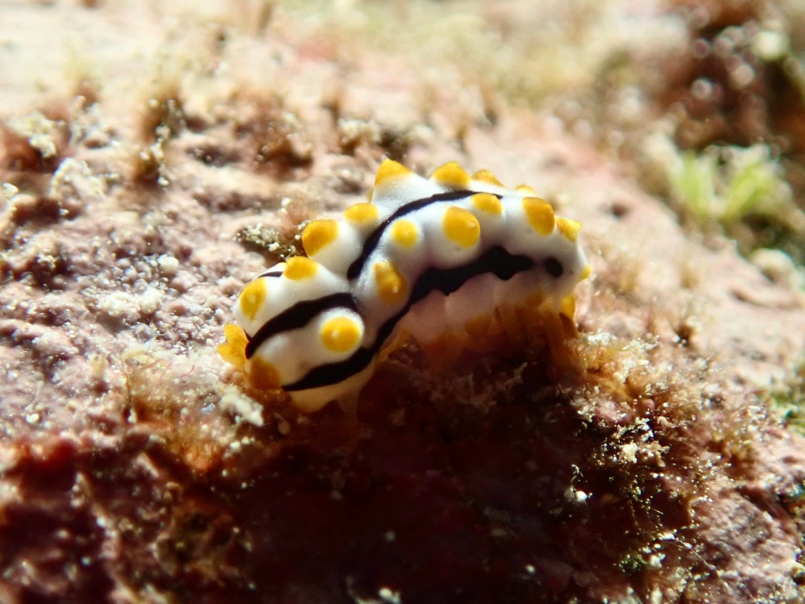 sea cucumber