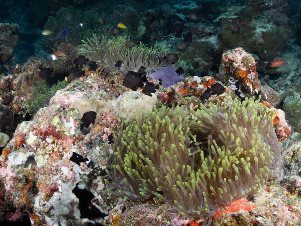 fish in anemone