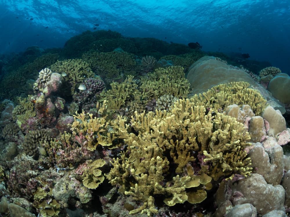 corals