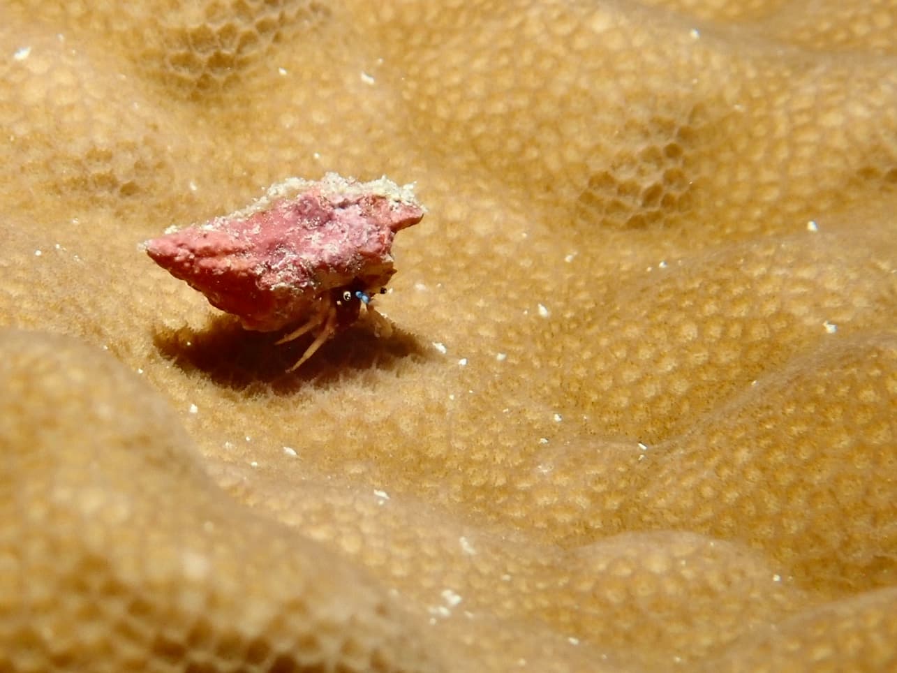 hermit crab on top of a coral
