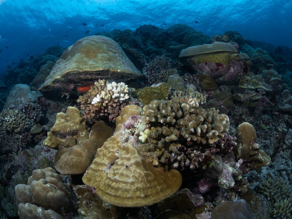 corals