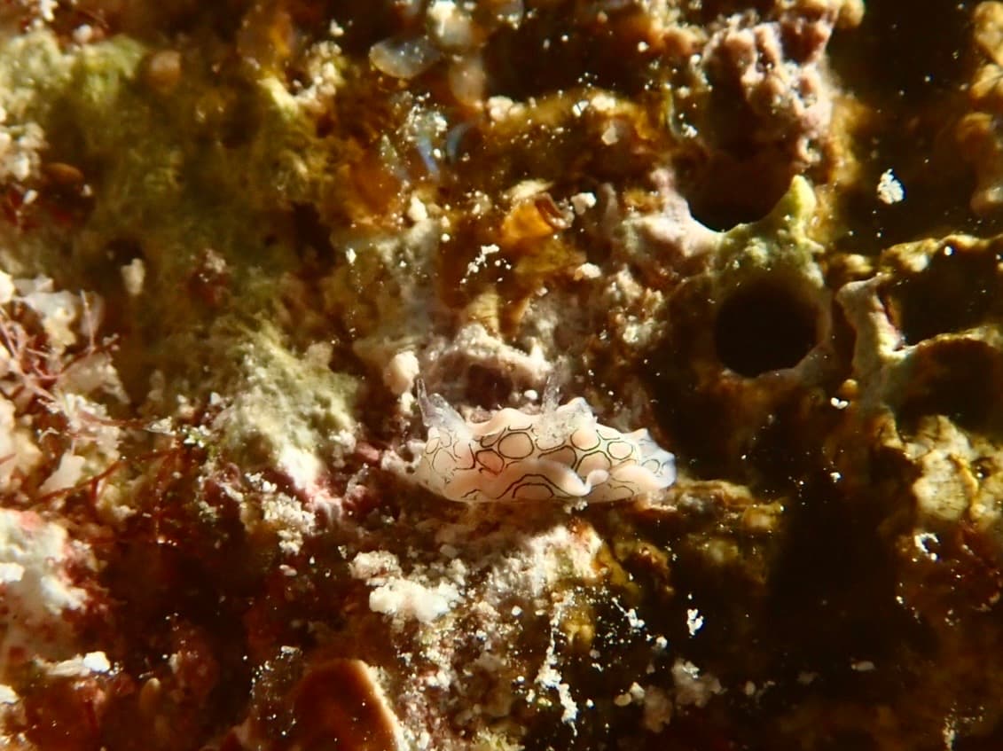 sea slug