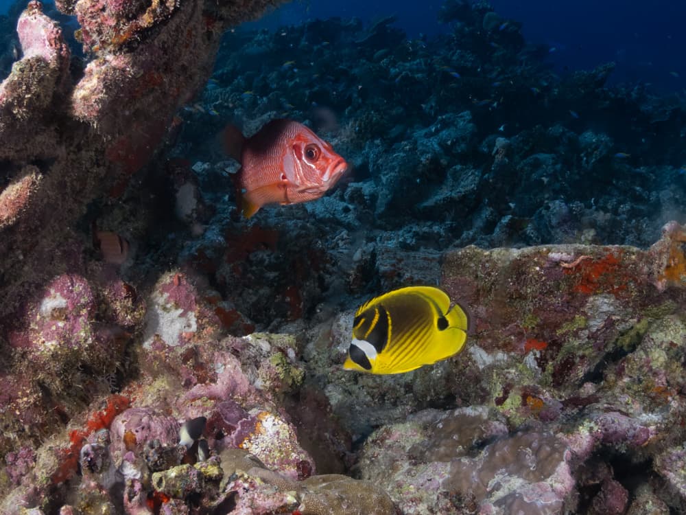 two fish near corals