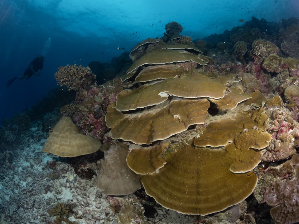 corals