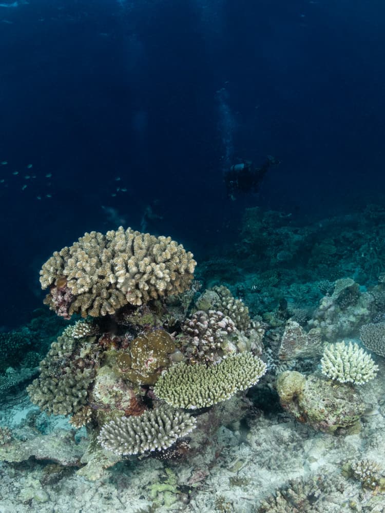 Corals