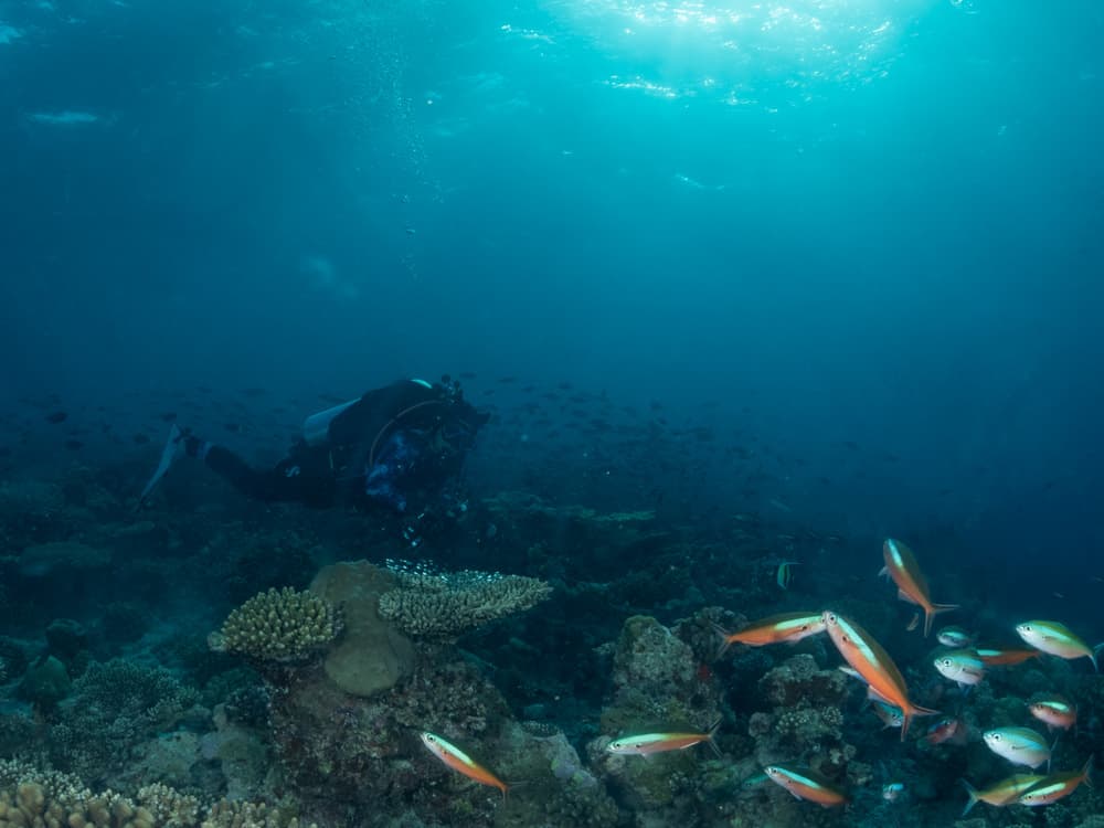 fish and scuba diver behind