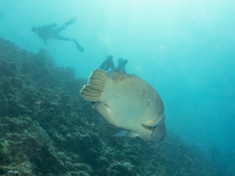 Humphead wrasse swimming away