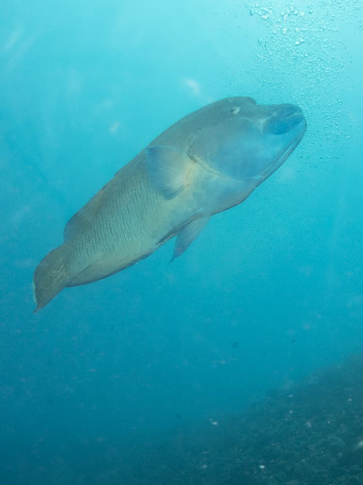 Humphead wrasse