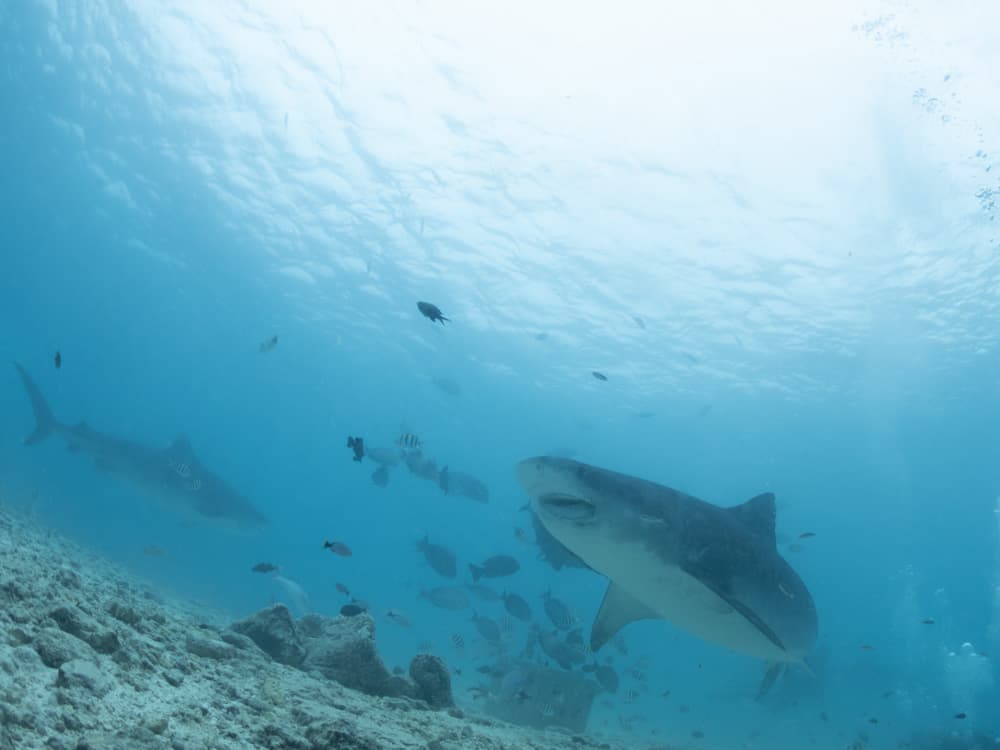 Tiger shark with crooked jaw