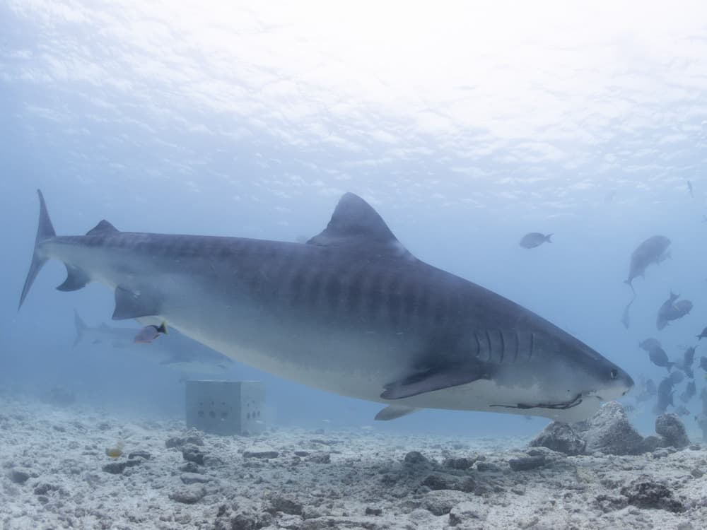 Tiger shark