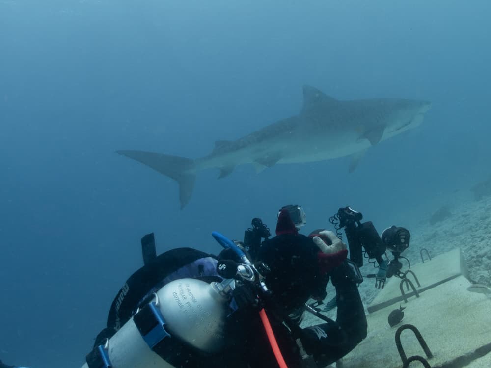 Diver taking a photo of a swimming tiger shark