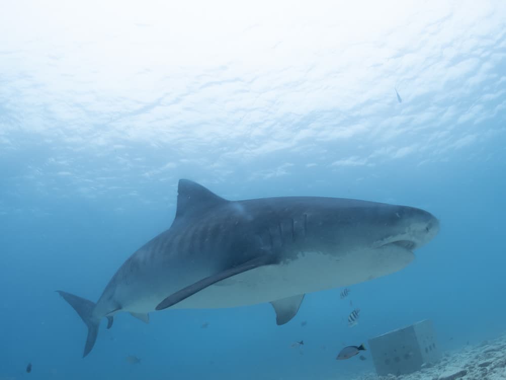 swimming tiger shark
